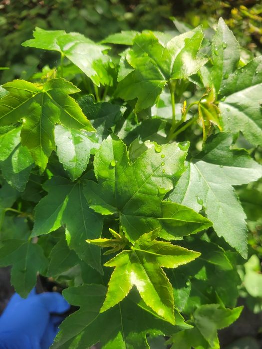 Arborele de guma, luquidambar styraciflua