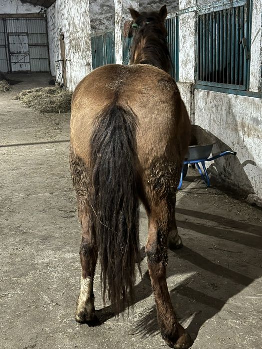 Семіз ат союға, откорм, соғым, жылқы