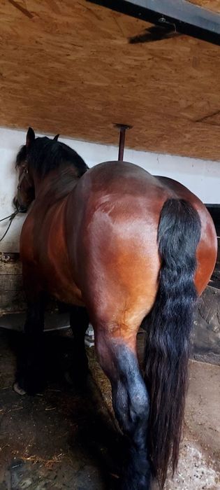 Armăsar de montă !