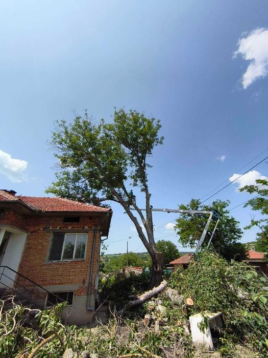 Дървен материал от орех