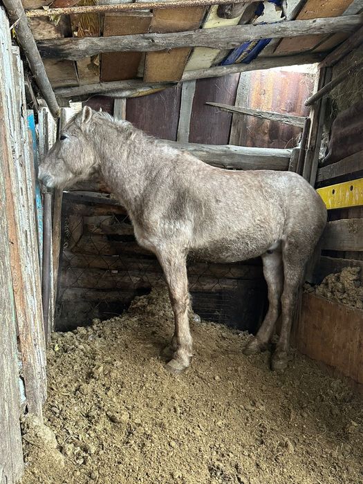 Продам Куган с откорма