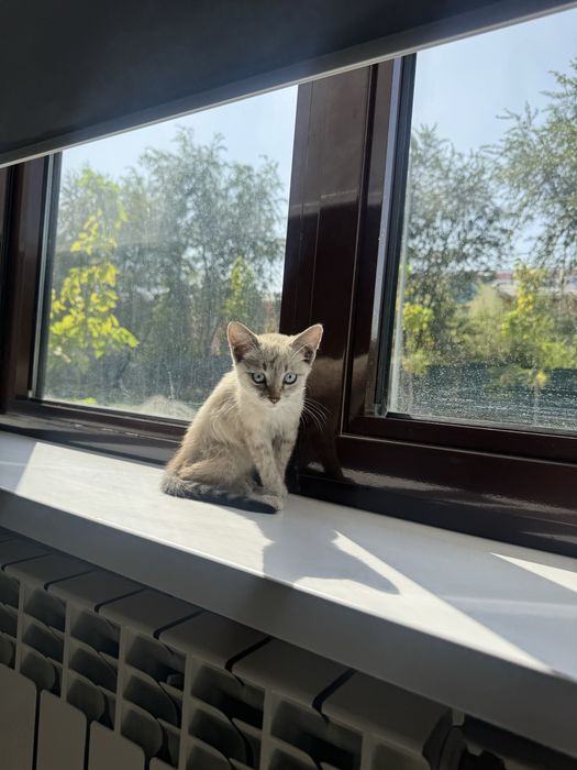Котенок в хорошие руки