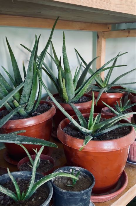 Алоэ вера — крупные и молодые растения в горшках. Aloe vera
