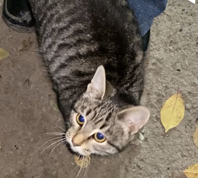 Котенок месяца четыре.