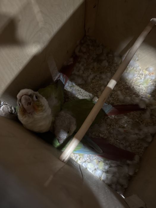 Перрура попугай сотилади  3 пар