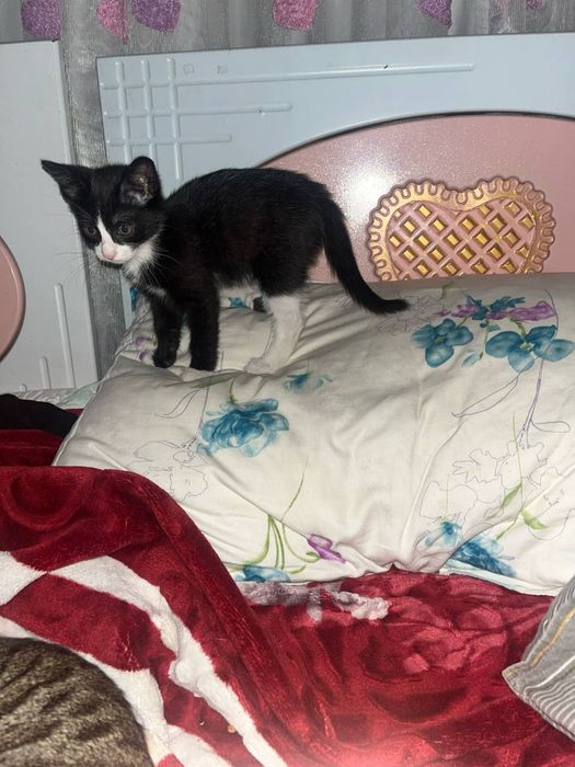 Felix zotli mushukcha