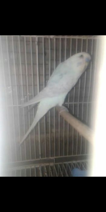 Кушлар сотилади соглом