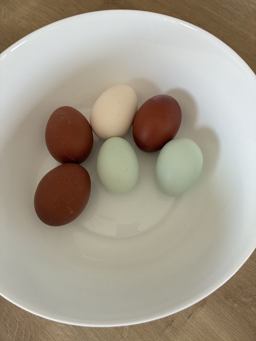 Oua de incubat gaini Araucana , continut scazut de colesterol