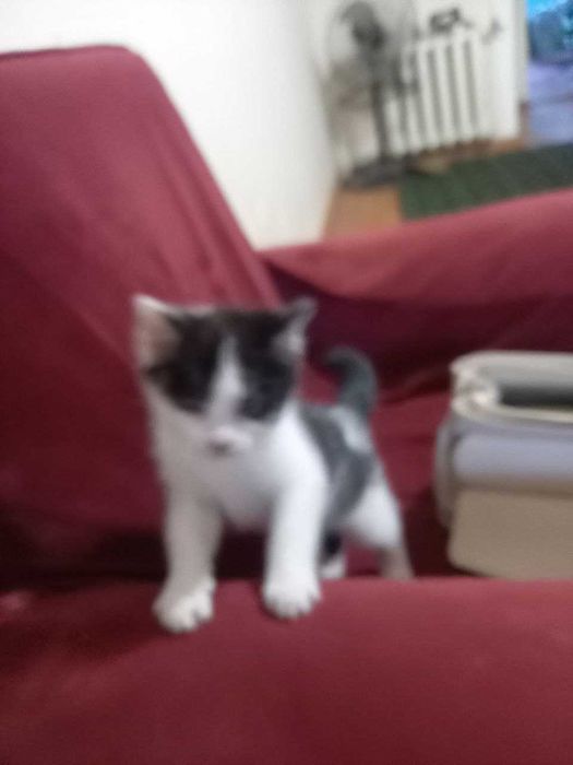 Барсик номли мушук боласи яхши инсонлара берилади