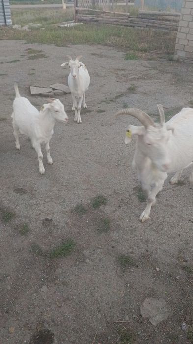 Продам или обмен Зааненски Коза