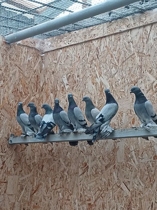 Голуби(молодежь) бойные