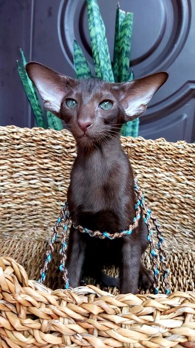 Ориентальный КОТЁНОК
