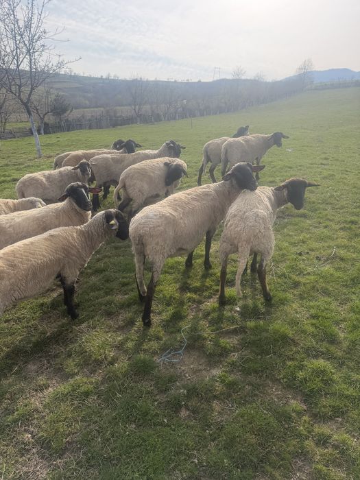 De vanzare Oi suffolk