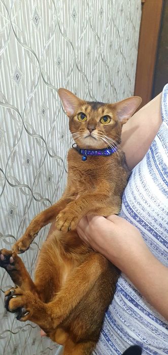 Продаётся :  Абессинский пара.