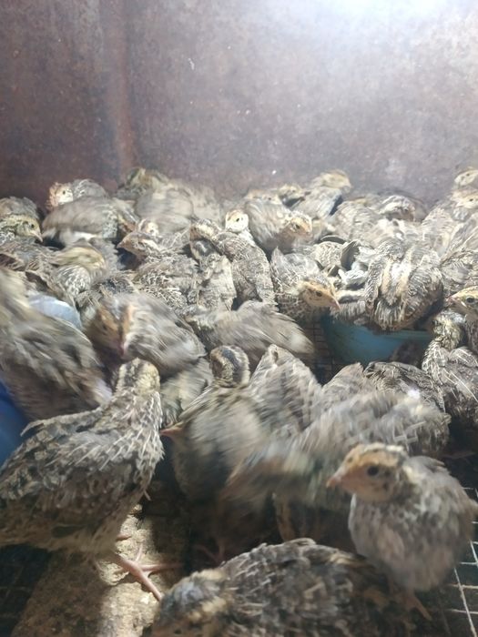 Продам двух недельных перепелок
