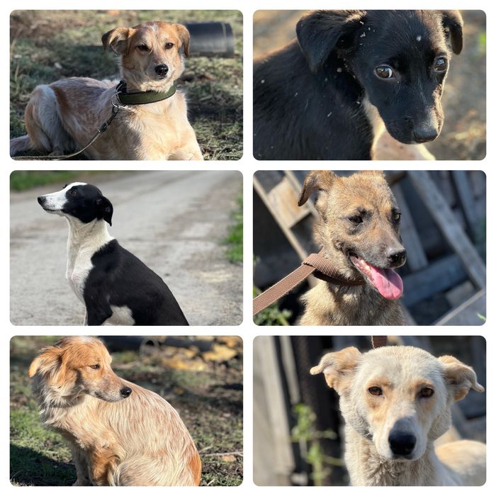 Собаки в хорошие руки