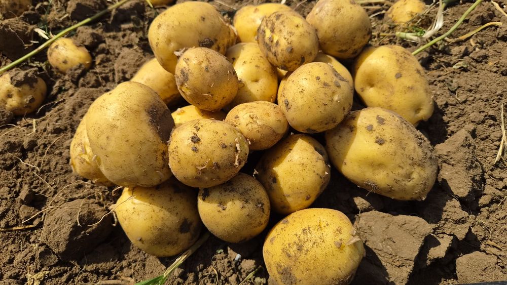 Продам картофель