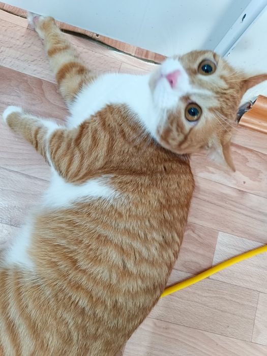 Отдаю рыжего кота