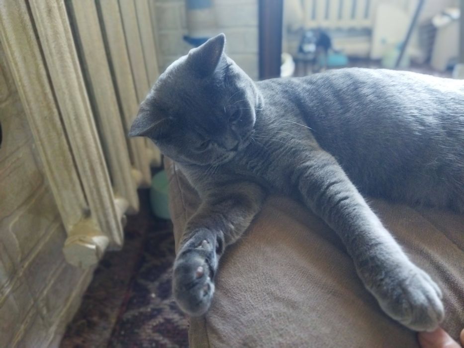 Кошка котята шотландская скотиш фолд страйт