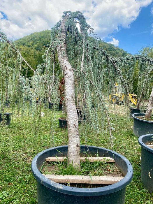 Arbori Decorativi Selecționați – Calitate de Top