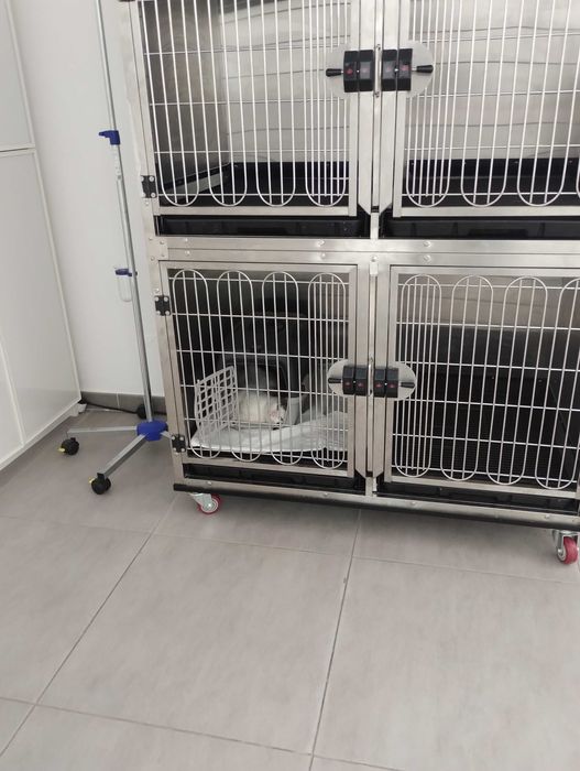 Medic vetererinar • Urgențe Veterinare București