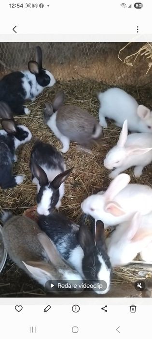 Dau iepuri și gainuse pitice crescute cu grija