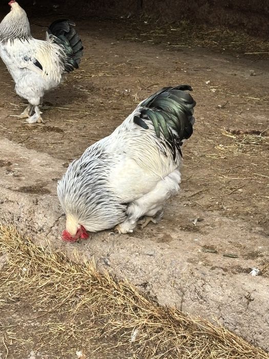 Куры срочно продам