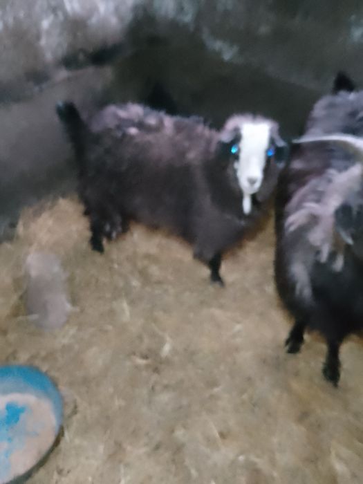 Продам казу с козленком