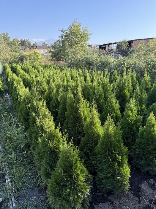 Продажа хвойных растений