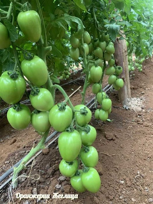 Разсади за Домати, Краставици, Билки и Цветя