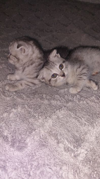 Продам шотландских котят