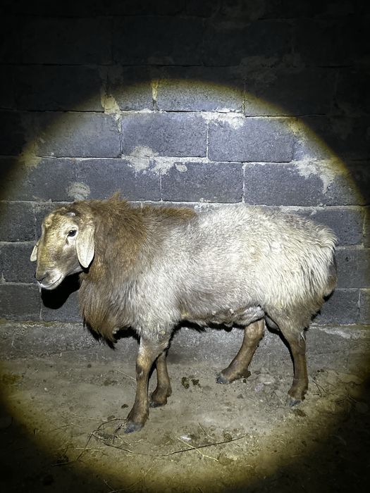 Қошқар сатылады гиссар