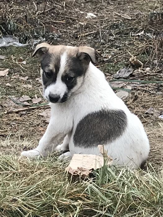 Щинята в добрые руки!