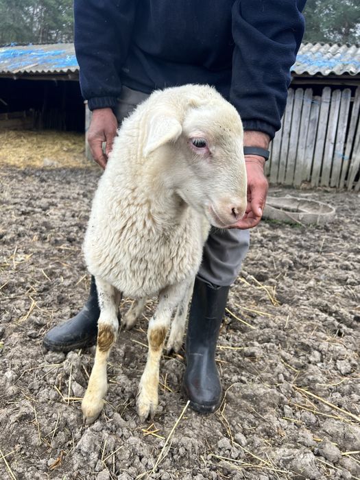 Vand berbecuț Assaf