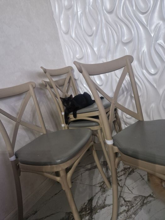 Отдам бесплатно, в добрые, отственные ручки!