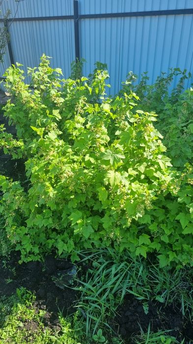 Продам саженец черной смородины