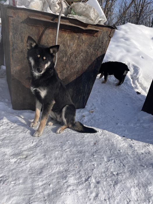 Взрослая собачка ищет дом