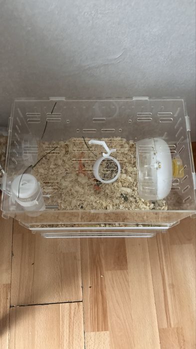 Джунгарики с клеткой