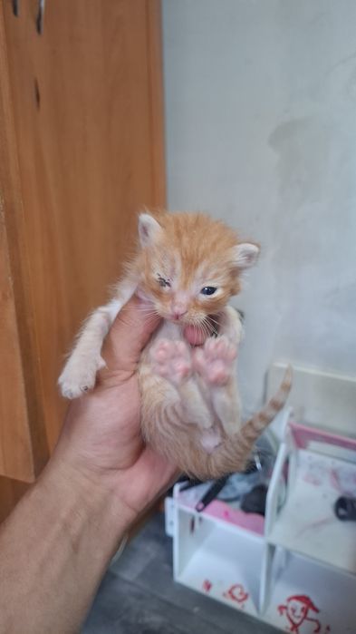 Отдам котят бесплатно