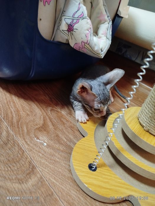 Продам канадского сфинкса