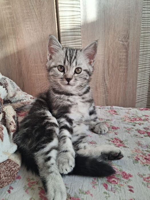 Шотландская кошечка очаровашка
