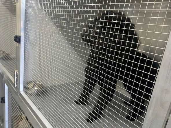 Transport CAINI si Pisici Autorizat Romania ANGLIA si invers !