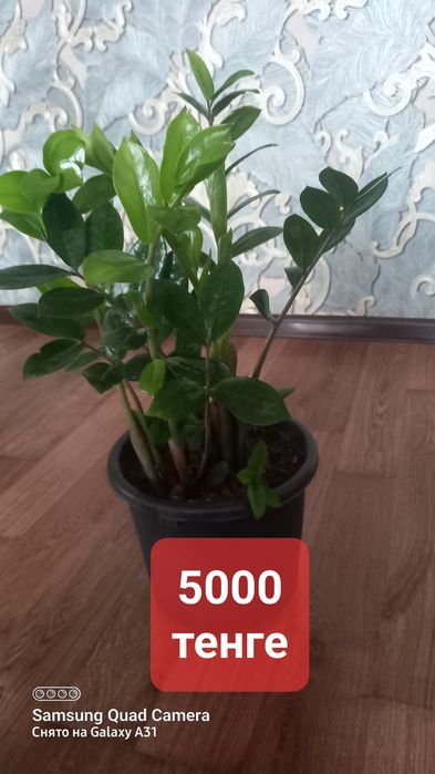 Комнатные цветы красивые