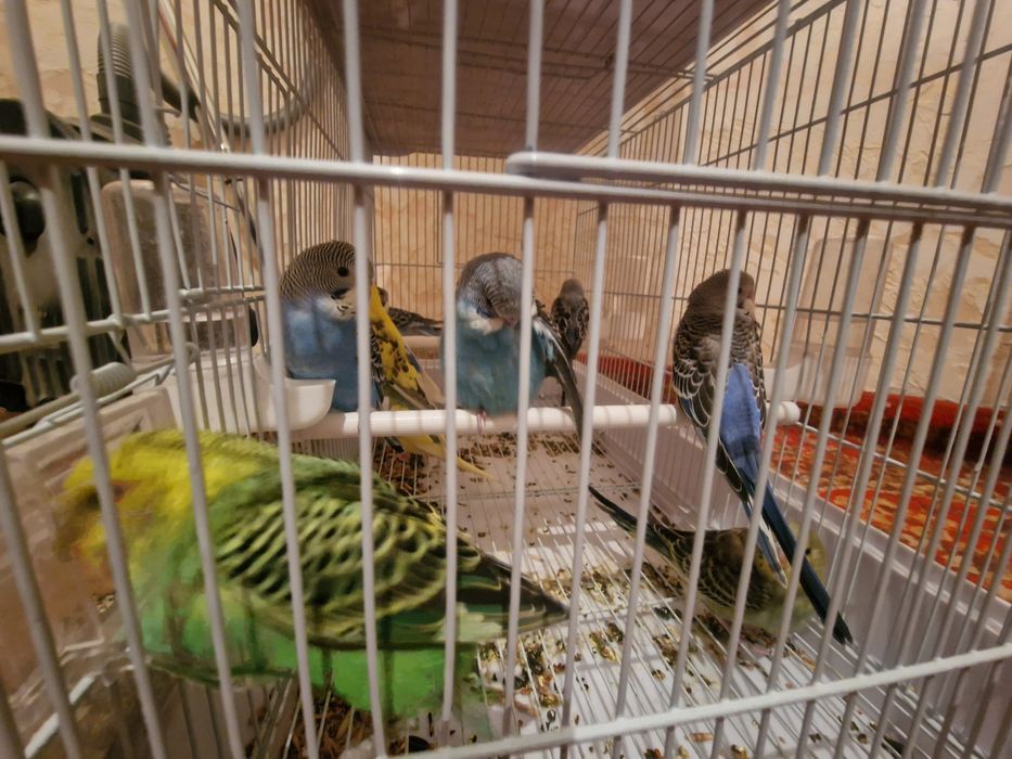 Волнистый попугай