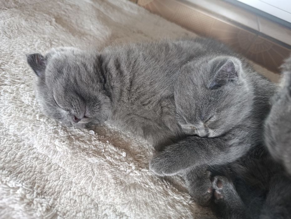 Британски котета