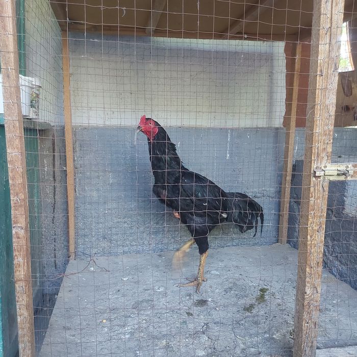 Корейц июнски крупный