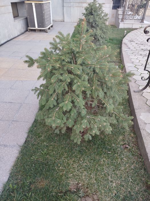 Продаются серебристоголубые ели прямо на ТКАД от