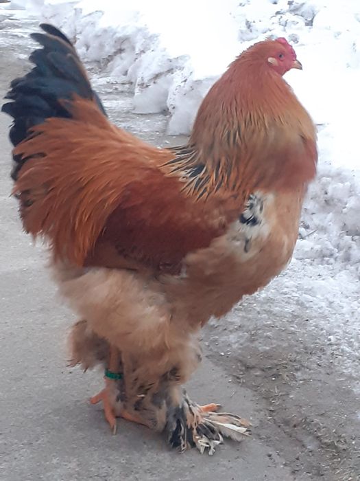 Vlnd cocosi brahma Columbia  și herminat deschis