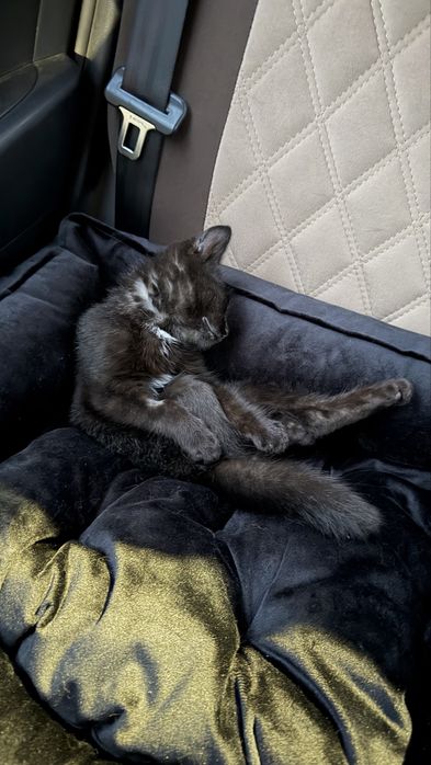 Отдам котенка 4.5 месяца примерно