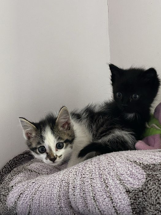 Отдаем котят, мальчик и девочка